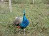 DAMBOVITA Vand paun asiatic (Pavo cristatus) sau paunul albastru